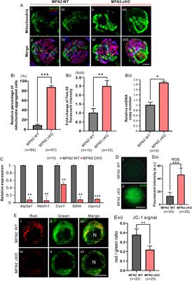 MFN2 Deficiency Impairs Mitochondrial Functions and PPAR Pathway During Spermatogenesis and Meiosis in Mice